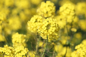 rapeseed flower in close up