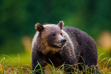 Fototapeta premium Orso grizzly della costa che pesca salmoni in Canada o Alaska