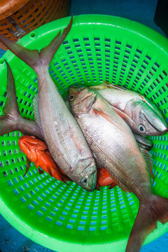 Rusty jobfish and Grouper fish  in the green basket on fishing boat