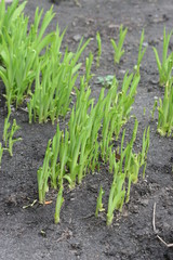 Group of iris sprouts are popping out of a soil