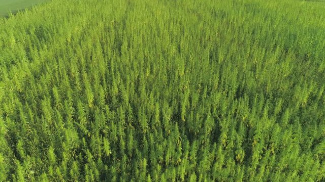 AERIAL: Narcotic cannabis plants growing in endless marijuana plantation outdoors. Large narco fields of illegal marijuana drug growing under sun. Medicinal and recreational hemp plants cultivation