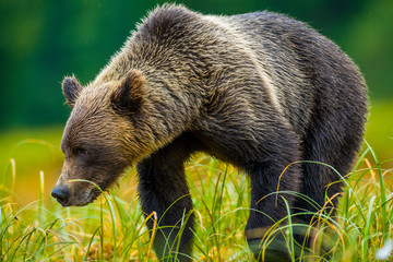 Obraz premium Orso grizzly della costa che pesca salmoni in Canada o Alaska