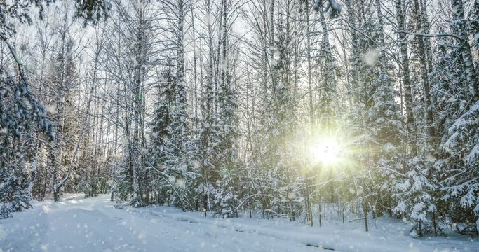 Falling snow in the winter forest, CINEMAGRAPH, loop, 1080p