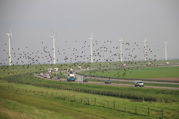Fototapeta na wymiar Starlings fly away along the windmills and highway in Flevoland, The Netherlands