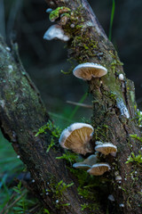 Mushrooms on trunk tree