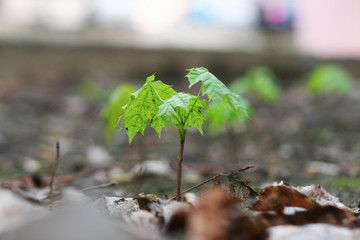 Young maple tree growing over a soil covered by old dead leaves