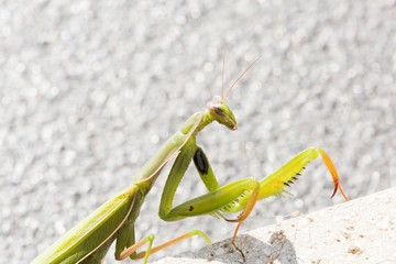 Mante religieuse verte