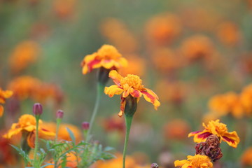 African marigold flowers on a field at a nursery