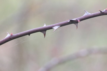 Sharp thorn on plant of blackberry