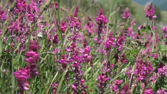 Grande fioritura nei prati di montagna sulle Alpi in estate