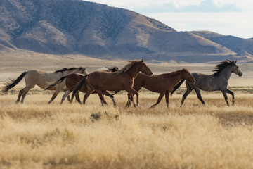 Herd of Wild Horses (mustangs) in the Utah Desert