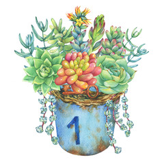 Bouquet of succulents in a rusty metal buckets. Bonsai, succulents collection. Watercolor hand drawn painting illustration isolated on white background.