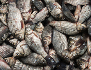 The catch of small fish