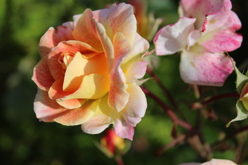Roses splendides