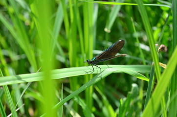 Dragonfly