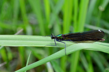 Dragonfly