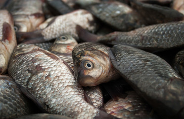 Obraz premium The catch of small fish. Fish dies without water