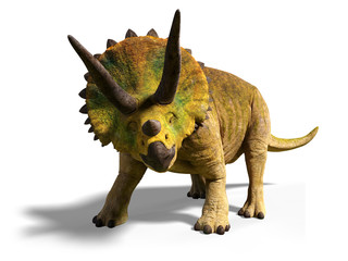 Triceratops horridus of the late Cretaceous period between 66 and 68 million years ago (3d render isolated with shadow on white background) © dottedyeti