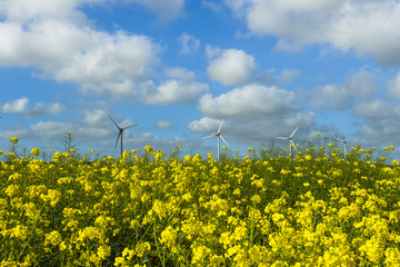 Windmills for electric power behind flowering rapeseed field in France. Agricultural landscape on a sunny day. Environment friendly electricity production, renewable energy concept