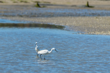 egret hunting at low tide