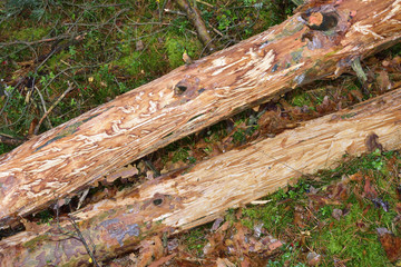 Verbiss durch Rotwild