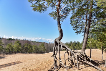 the roots of the pine  above the sand