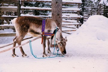 Naklejka premium Reindeer in a winter forest in Lapland. Finland