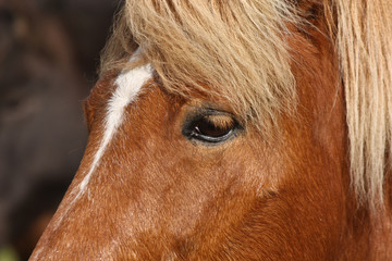 Cute horse head closeup