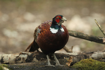 common pheasant - Phasianus colchicus