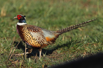 common pheasant - Phasianus colchicus