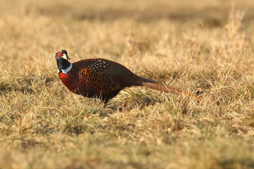 common pheasant - Phasianus colchicus