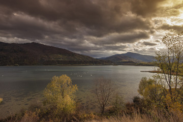 Obraz premium White swans on lake in autumn forest