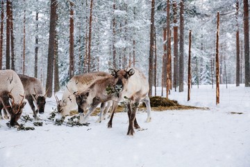 Reindeers in a winter forest farm in Lapland. Finland