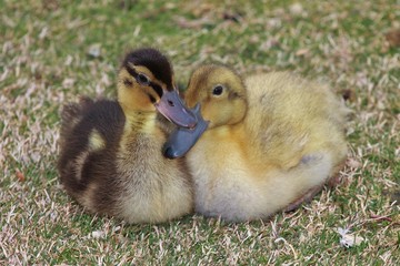 Babyh  duck and goose