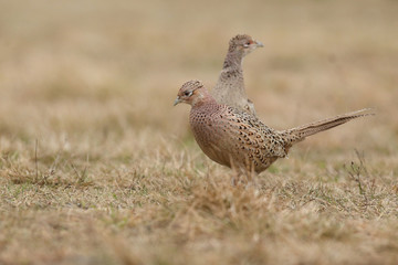 common pheasant - Phasianus colchicus