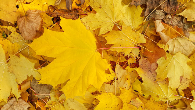 Bright yellow autumn background from fallen foliage of maple