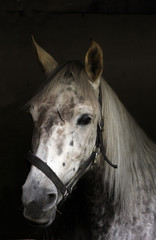 White horse head
