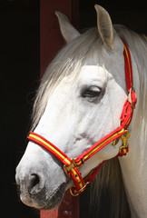 White horse head