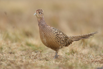 common pheasant - Phasianus colchicus