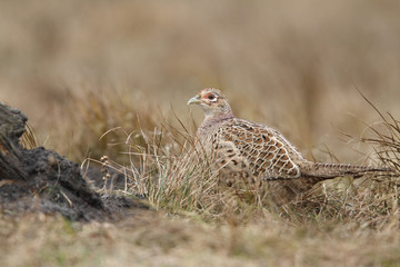 common pheasant - Phasianus colchicus