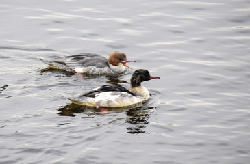 Common Merganser
