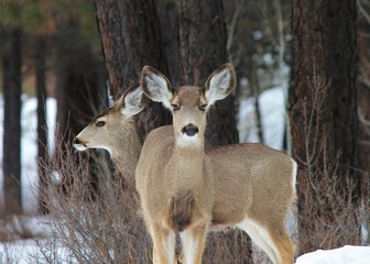 Two Deer