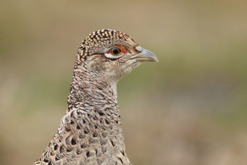 common pheasant - Phasianus colchicus