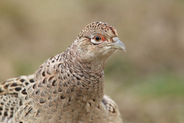 common pheasant - Phasianus colchicus