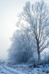 Fototapeta premium Winter fog in nature