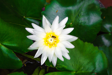 White Lotus flower
