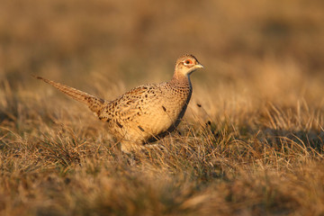 common pheasant - Phasianus colchicus