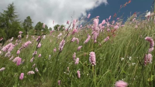 Fiori al vento nel prato di montagna