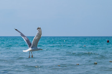 gull