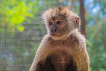 Obraz premium monkey